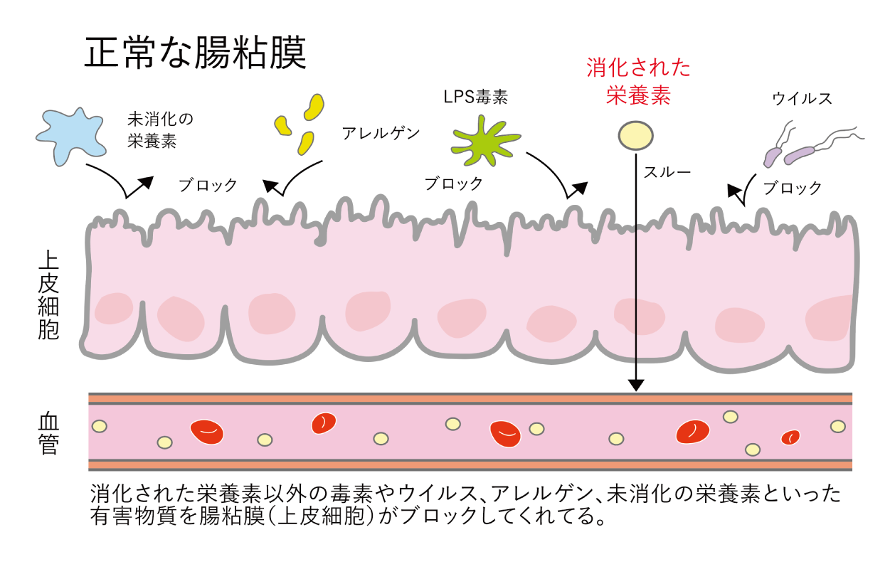 正常な腸粘膜